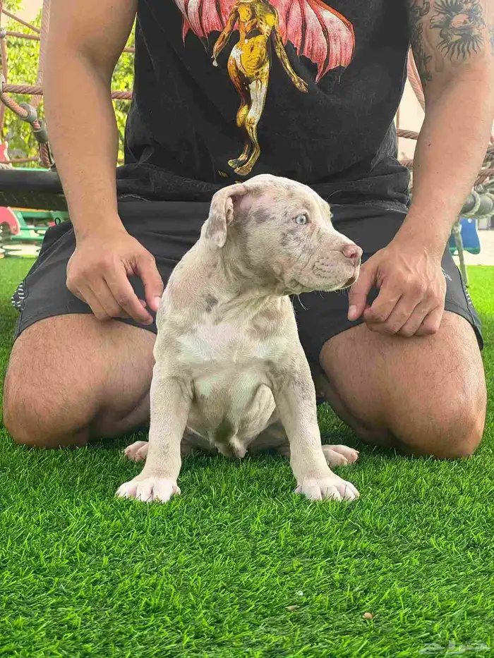 امريكن بولي جراء 0