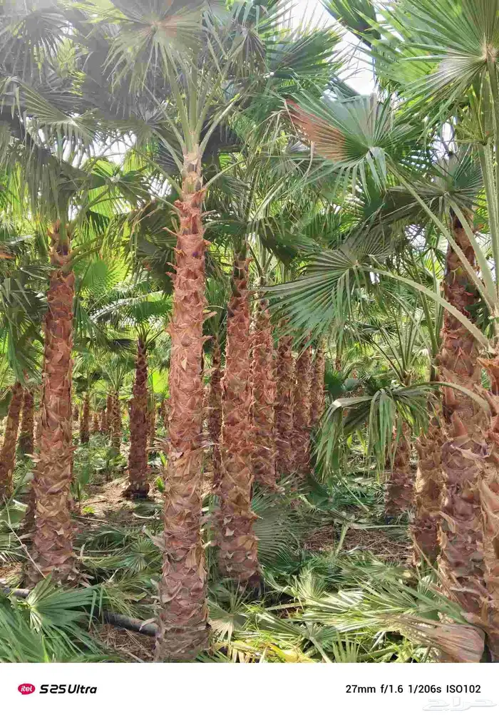 نخيل واشنطونيا زينه درجه اولى 2