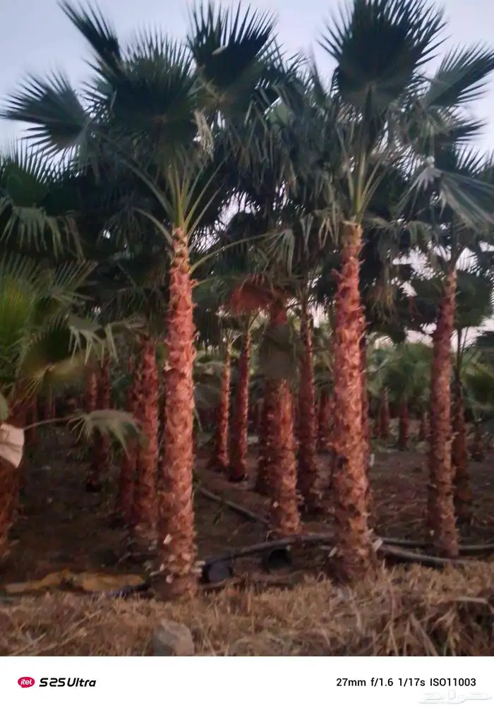 نخيل واشنطونيا زينه درجه اولى 3