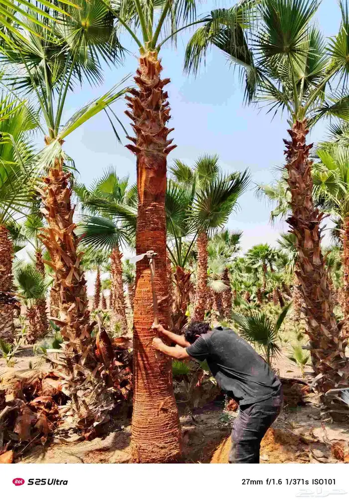 نخيل واشنطونيا زينه درجه اولى 0