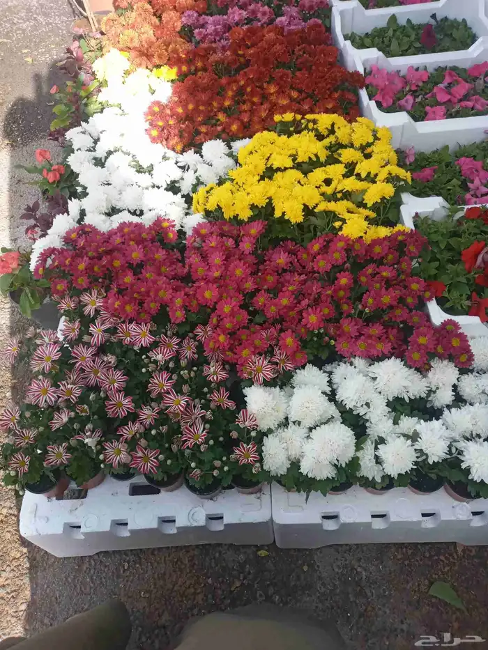 تنسيق حدائق 1