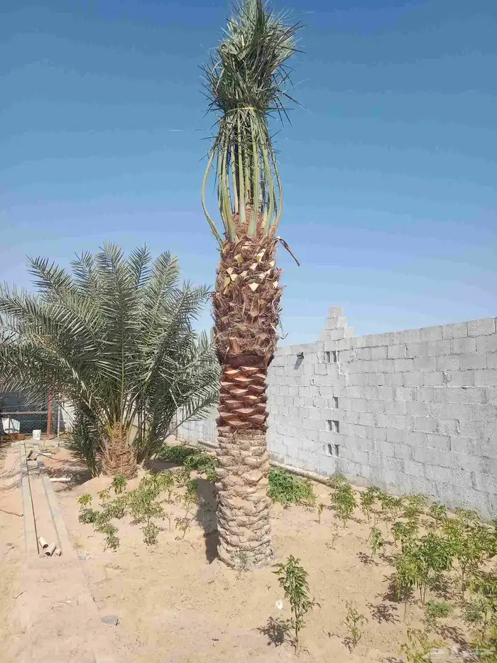 زراعه نخيل 2