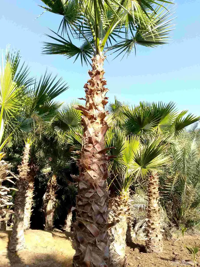 نخل واشنطن زينه 9