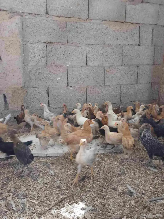 صوص دجاج بلدي 4