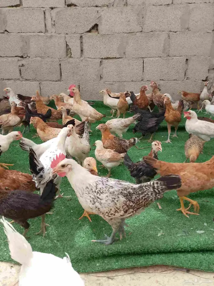 صوص دجاج بلدي 2