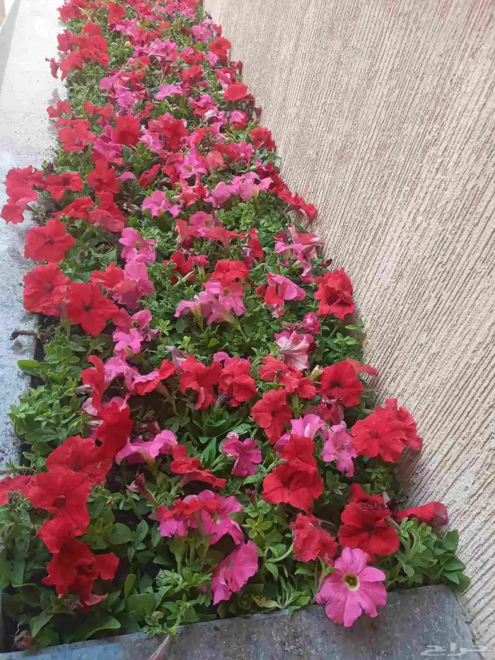 تنسيق حدائق 6