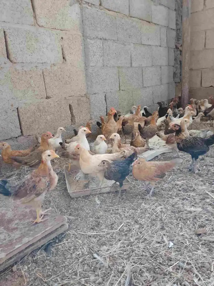 صوص دجاج بلدي 5
