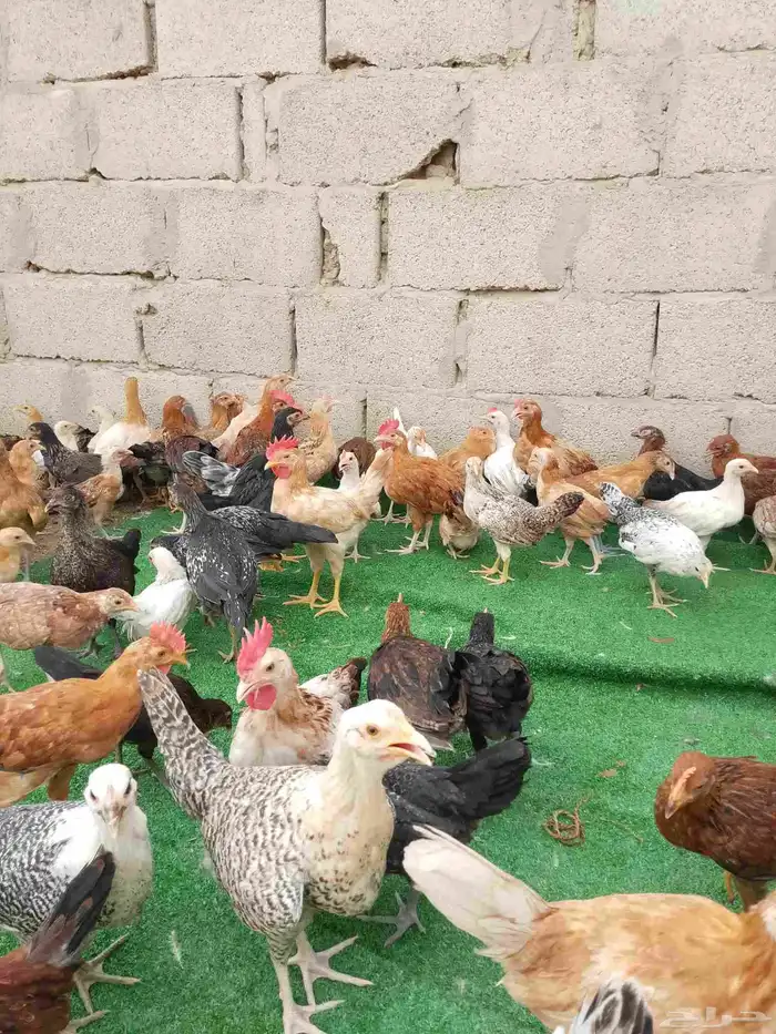 صوص دجاج بلدي 0