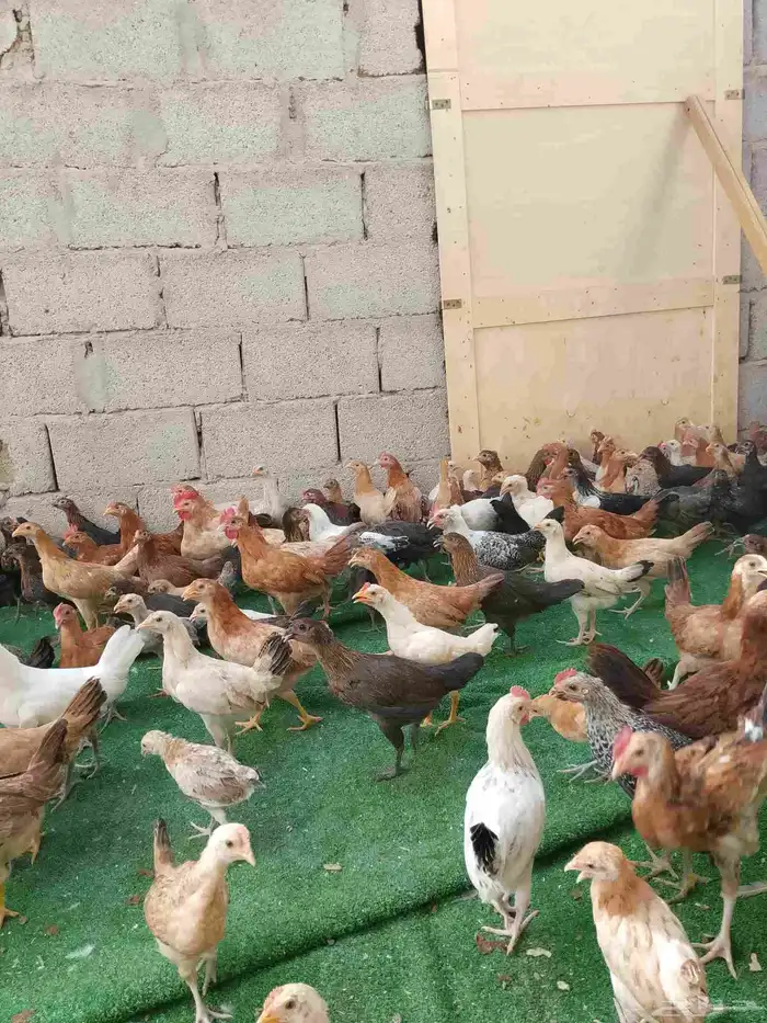 صوص دجاج بلدي 3