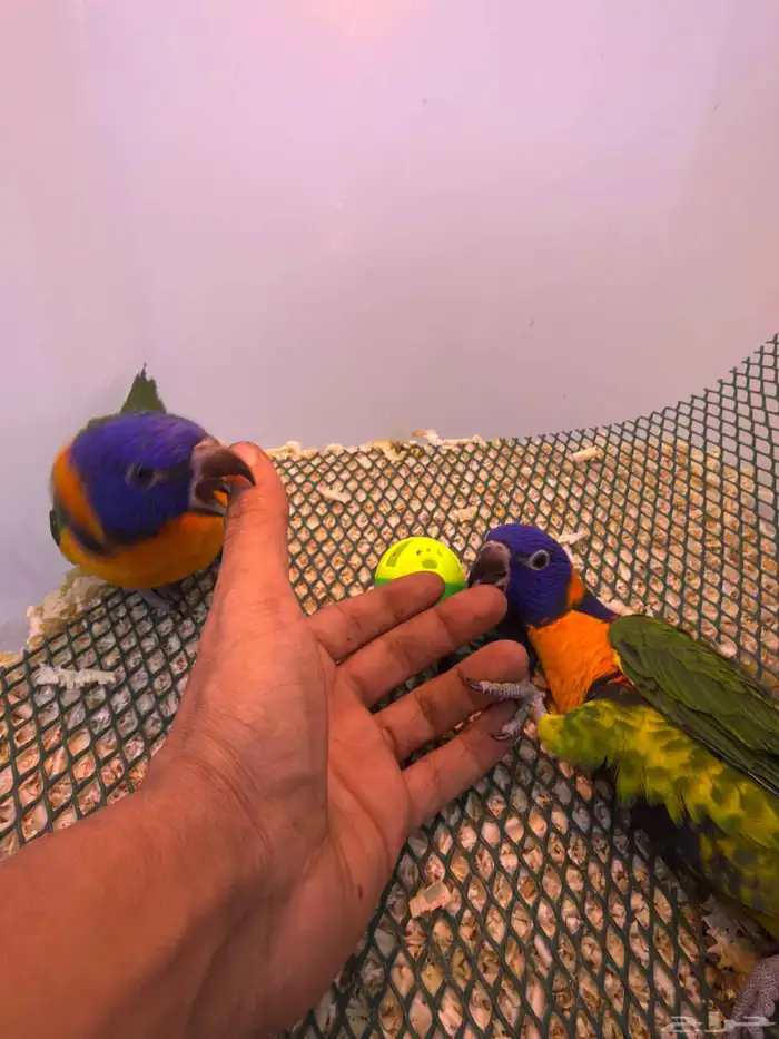 لوري هدد نشبه نهاية غر حجم وصبغه 0