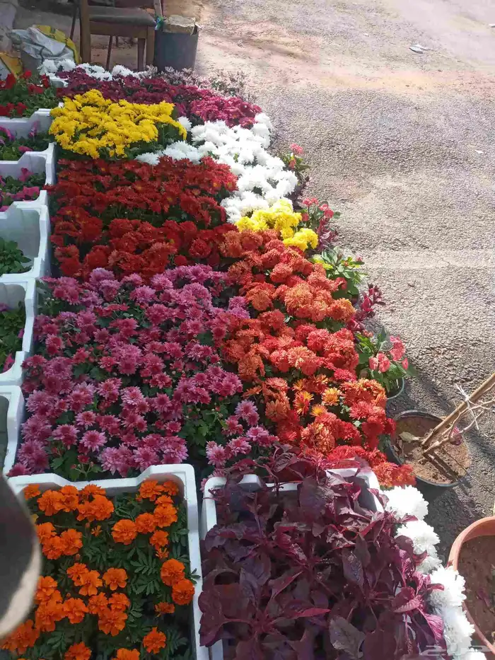 تنسيق حدائق 0