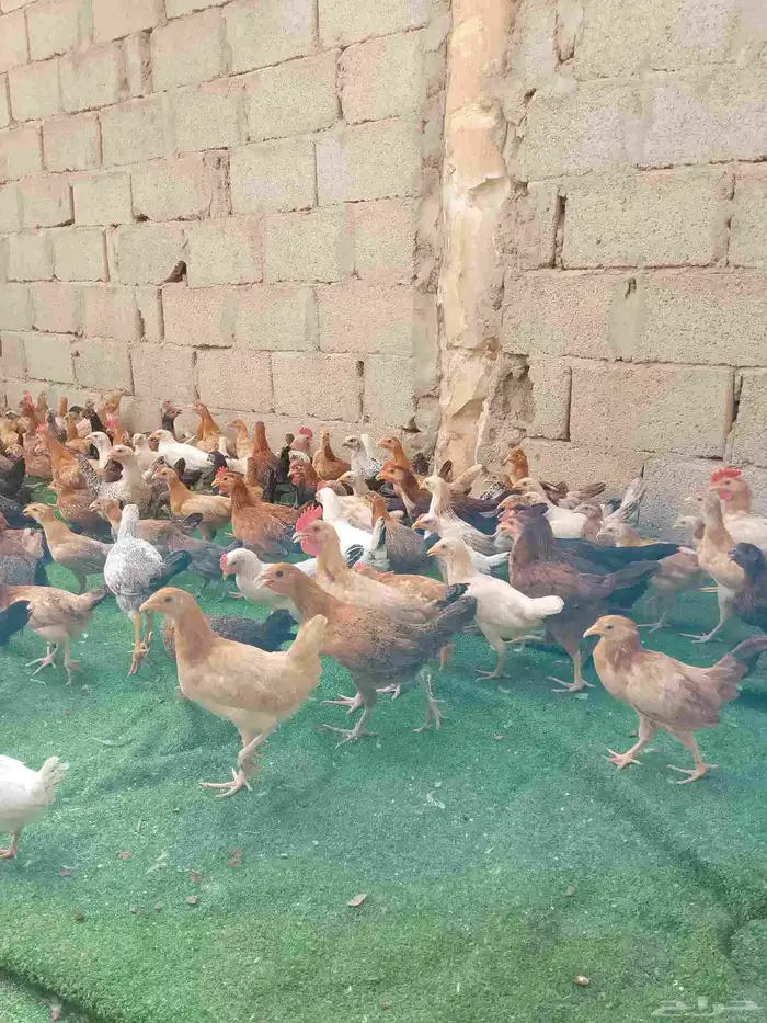 صوص دجاج بلدي 1