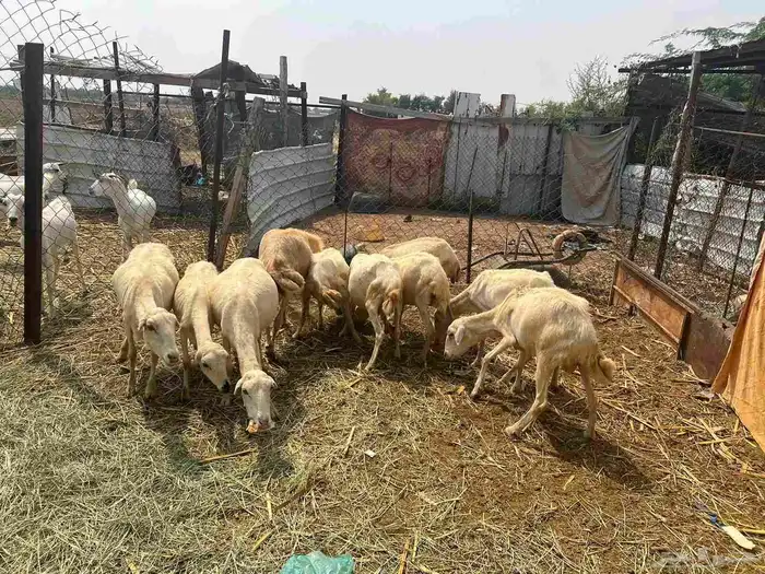 ضان بلديه 2