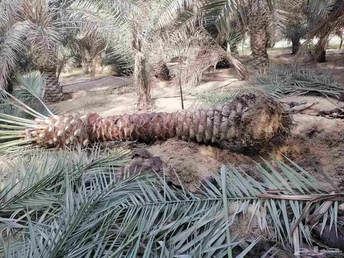 بيع النخيل الوشنطن وزرعه العشب الطبيعي وزرعه الشجار وتسيك ال 4