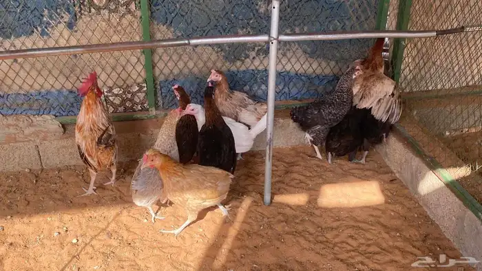 للبيع دجاج بلدي 1