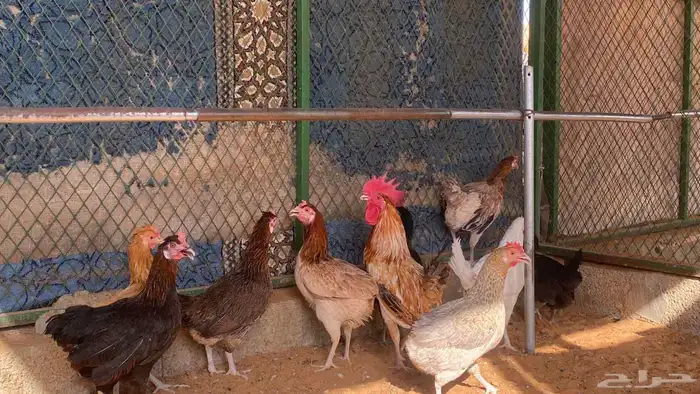 للبيع دجاج بلدي 0