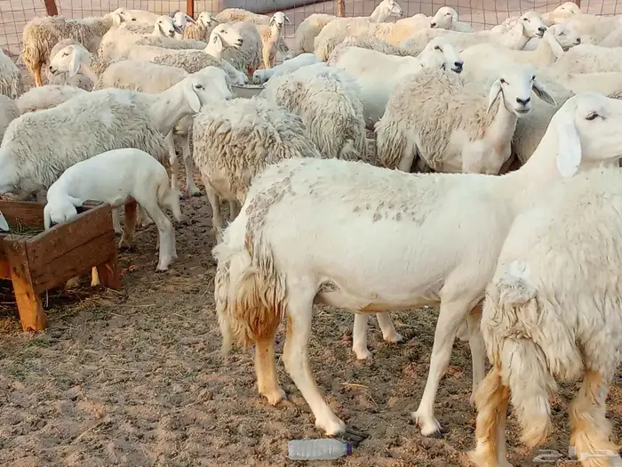 غنم حريه خلفات 100 2