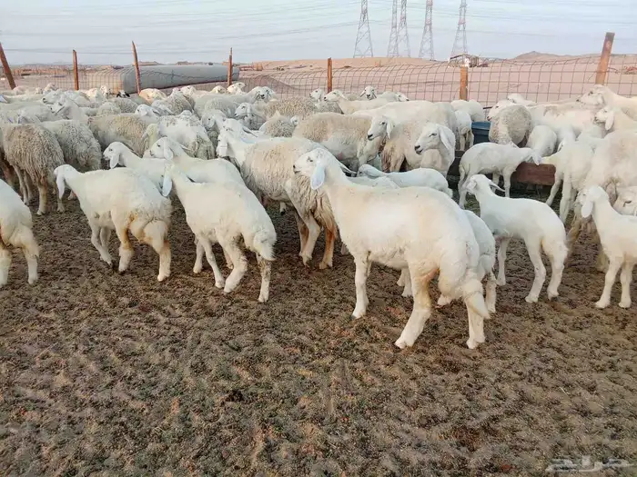 غنم حريه خلفات 100 8