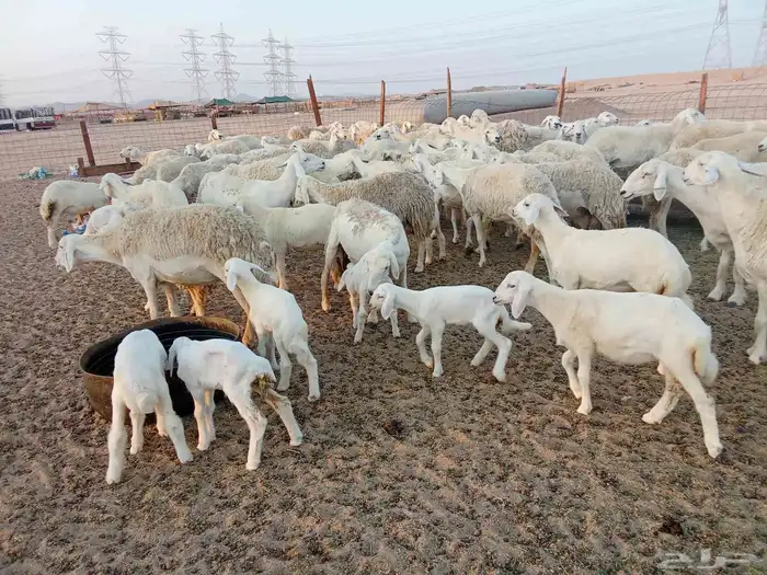 غنم حريه خلفات 100 4