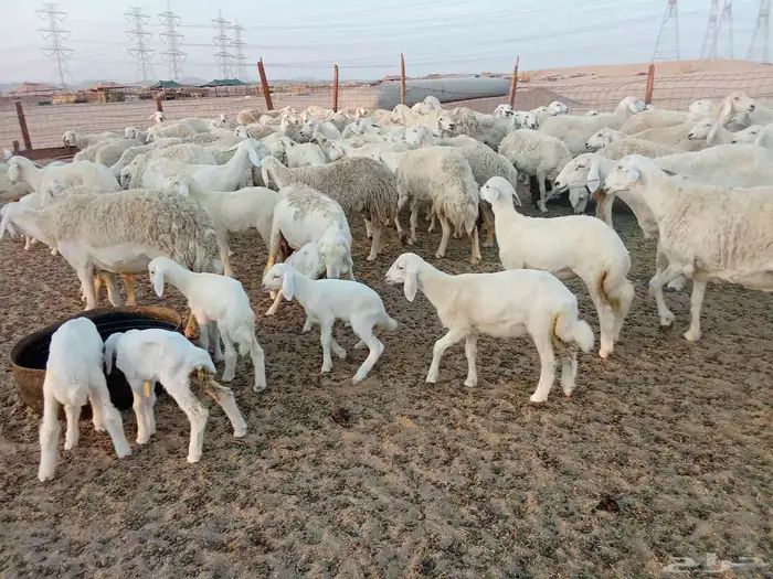 غنم حريه خلفات 100 3