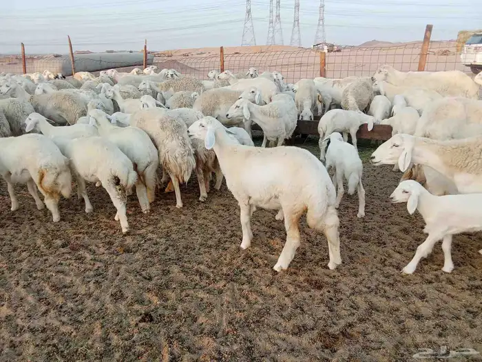 غنم حريه خلفات 100 9