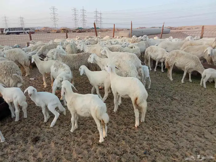 غنم حريه خلفات 100 6
