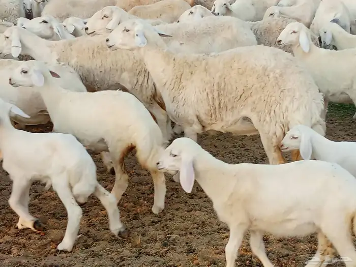 غنم حريه خلفات 100 1