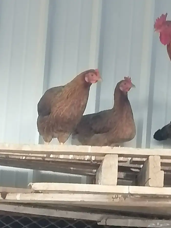 دجاج للبيع طايبه البيع كامل 5