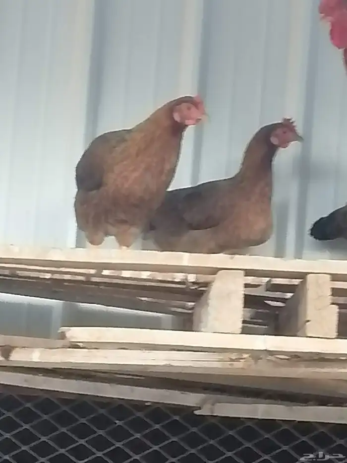 دجاج للبيع طايبه البيع كامل 1