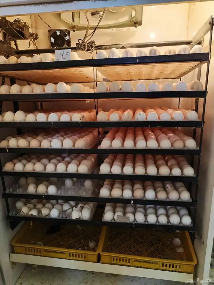 صوص بلدي 2