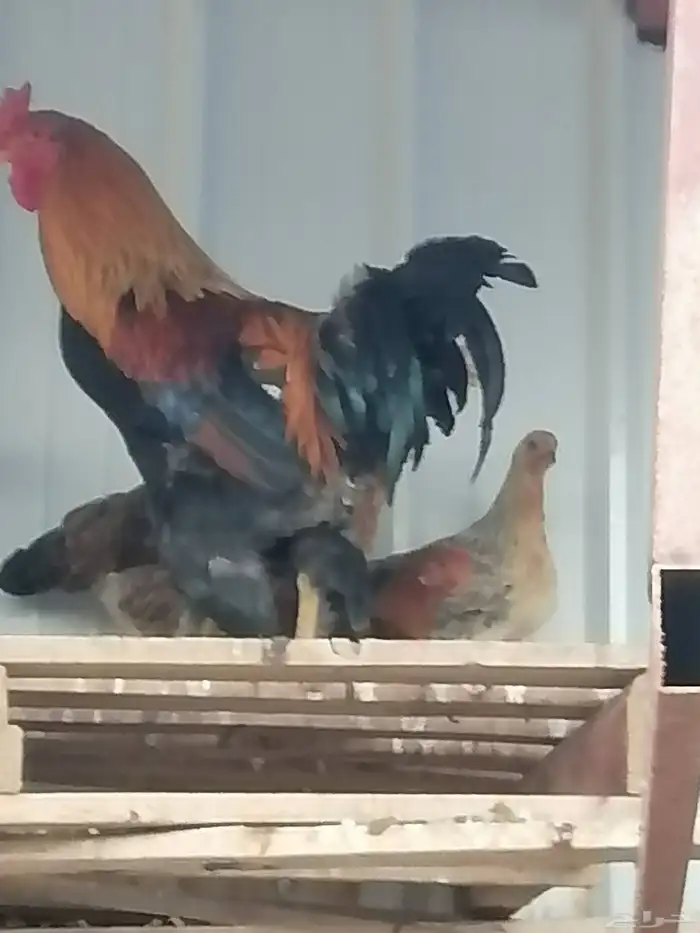 دجاج للبيع طايبه البيع كامل 3
