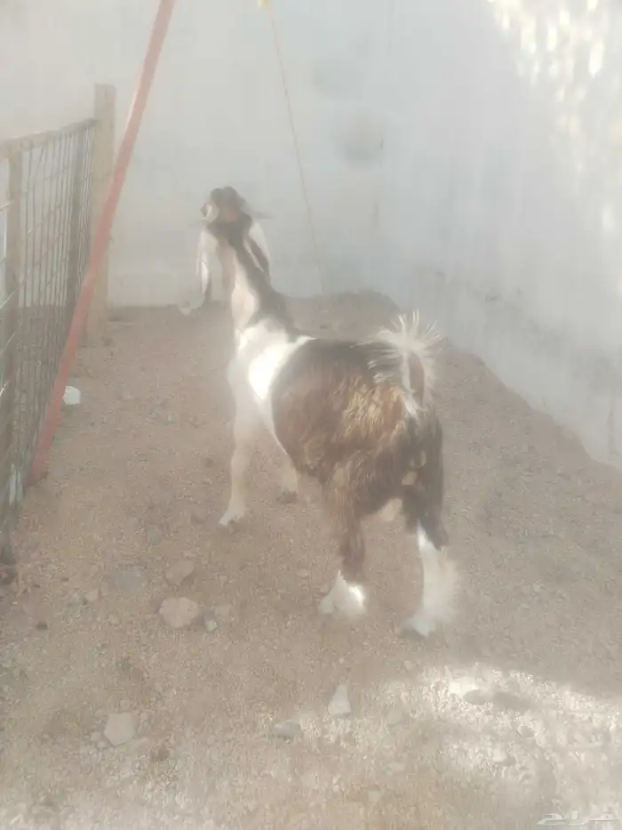 الطايف الواصليه 0