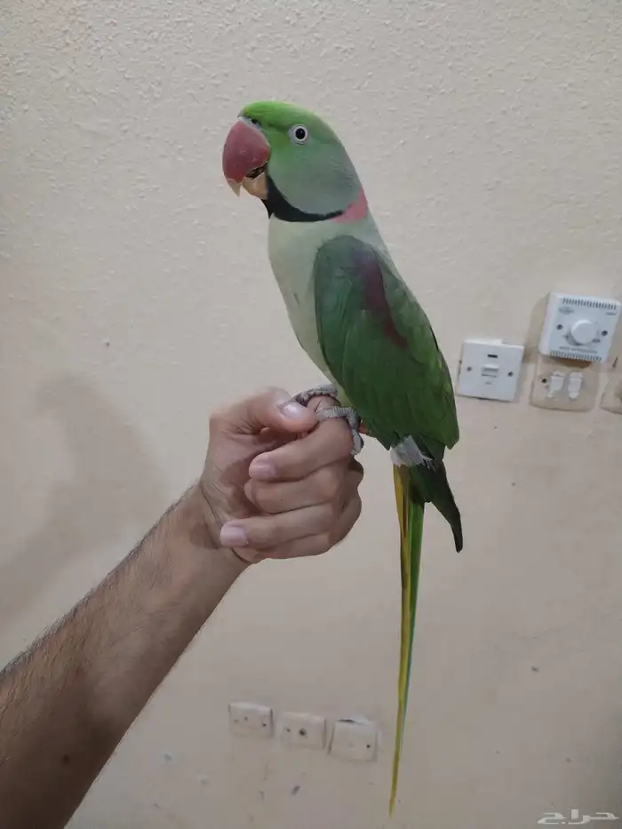 ببغاء نيبالي ذكر متكلم واليف للبيع 12