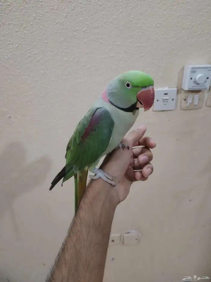 ببغاء نيبالي ذكر متكلم واليف للبيع 10