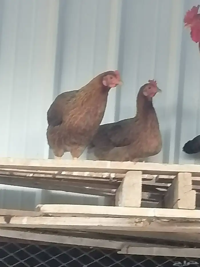 دجاج للبيع طايبه البيع كامل 6