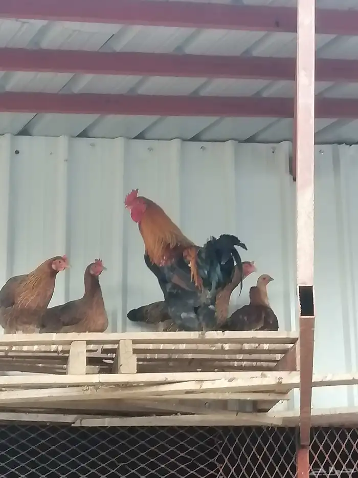 دجاج للبيع طايبه البيع كامل 2