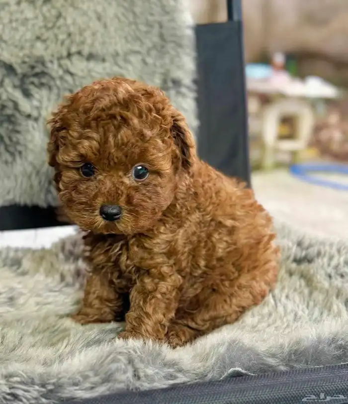 بودل ميني حجم صغير وجميل متوفر جراء 3