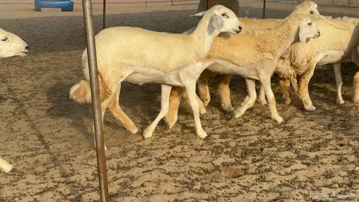 غنم حريات حرش رخال 0