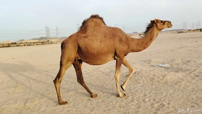 ناقه حمرا ساحليه ملاقي حمرا دم 10