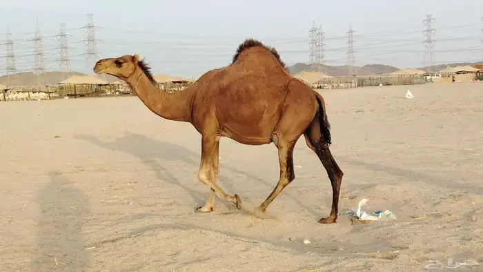 ناقه حمرا ساحليه ملاقي حمرا دم 14