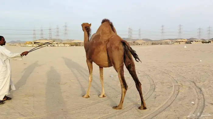 ناقه حمرا ساحليه ملاقي حمرا دم 9