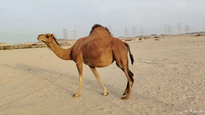 ناقه حمرا ساحليه ملاقي حمرا دم 7