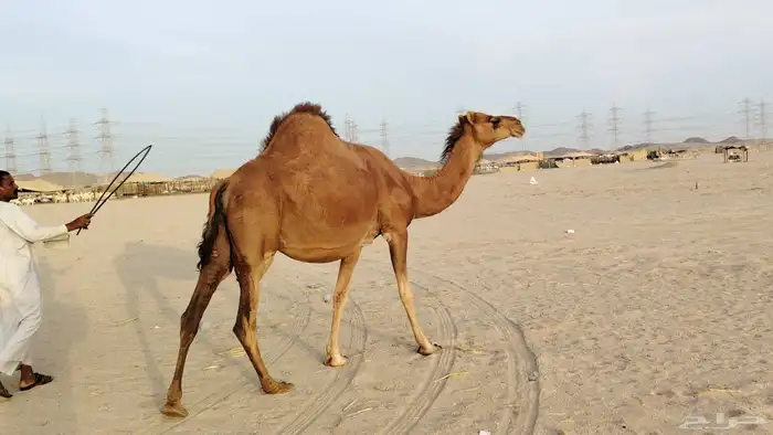 ناقه حمرا ساحليه ملاقي حمرا دم 1