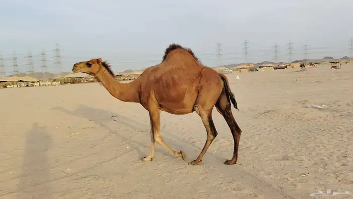 ناقه حمرا ساحليه ملاقي حمرا دم 5