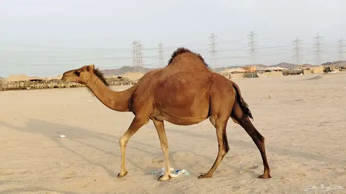 ناقه حمرا ساحليه ملاقي حمرا دم 15