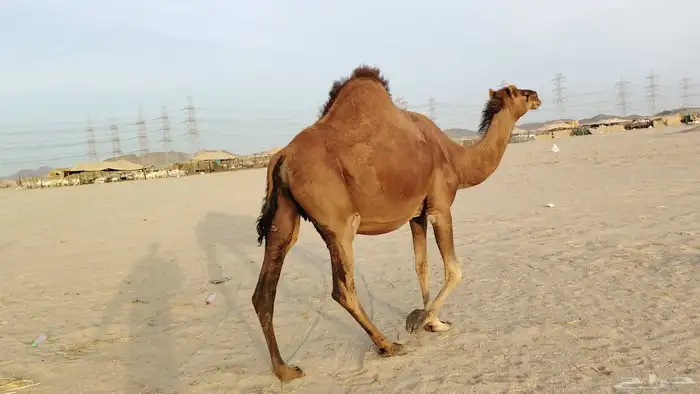 ناقه حمرا ساحليه ملاقي حمرا دم 0