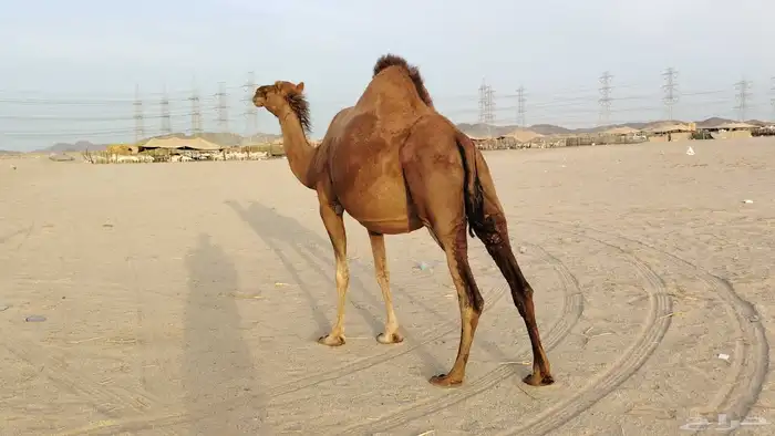 ناقه حمرا ساحليه ملاقي حمرا دم 2