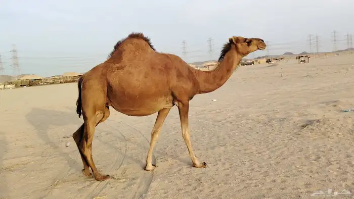 ناقه حمرا ساحليه ملاقي حمرا دم 12