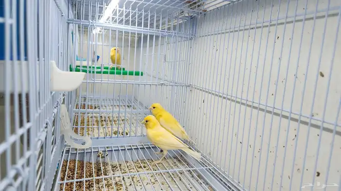 جوز كناري منتج و مغرد 2