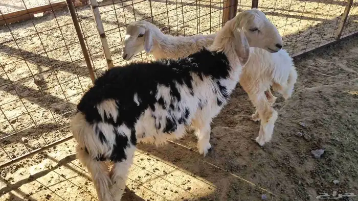 رخال للبيع 1
